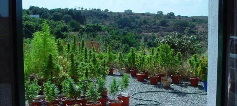 culture de cannabis en extérieur