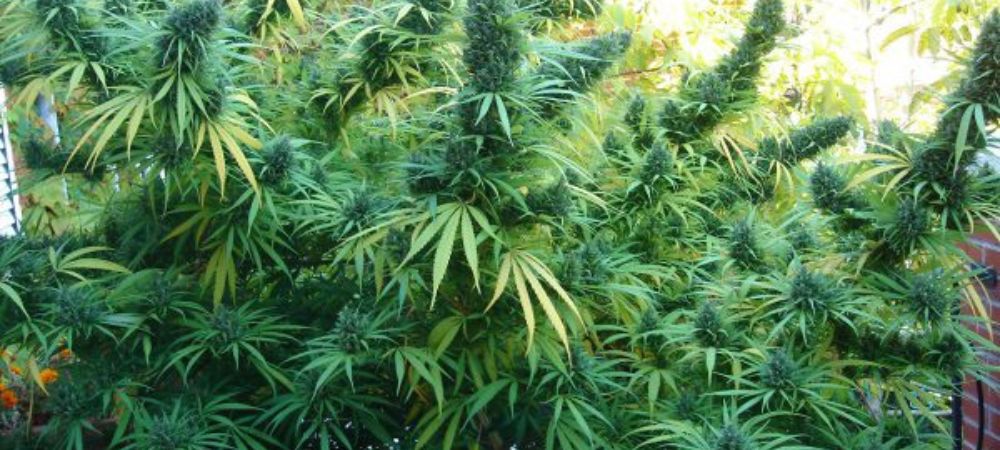cultiver du cannabis en extérieur