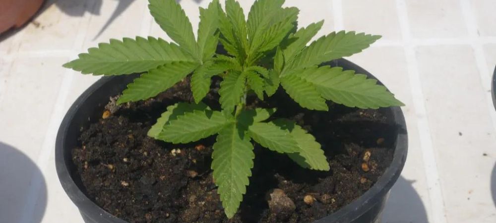 pot plante de cannabis