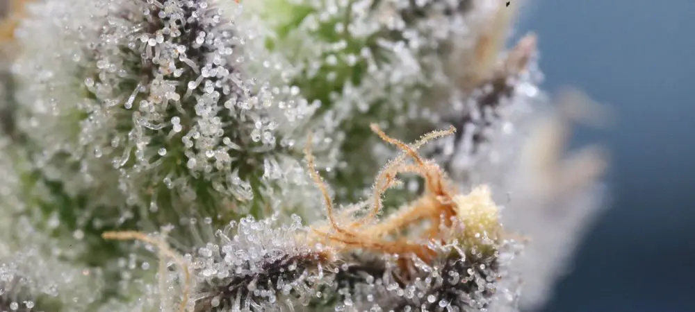 L’état des pistils