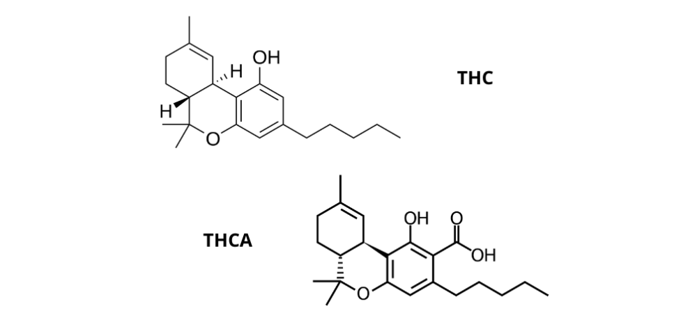 thc and thca