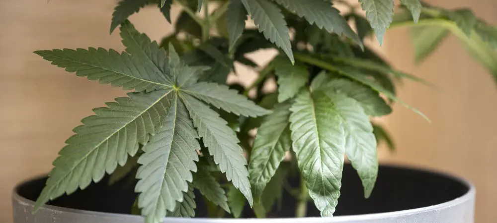 Cómo cultivar marihuana en maceta