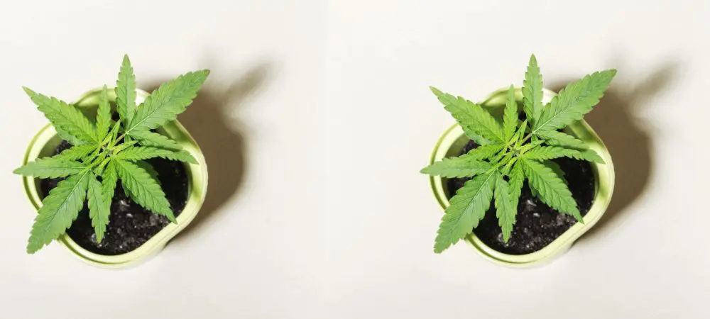 Cultivo de marihuana en maceta