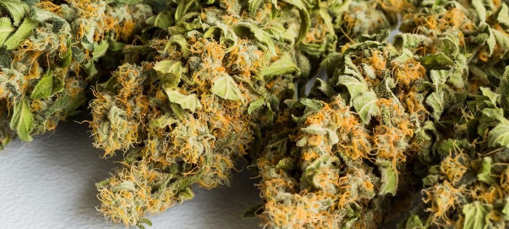 cannabis raw buds cannabis raw buds