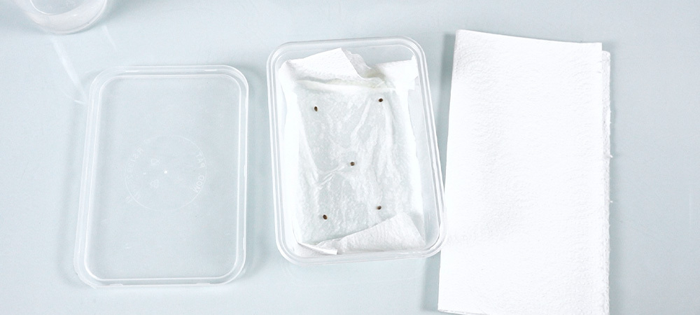 cannabis germination paper towel