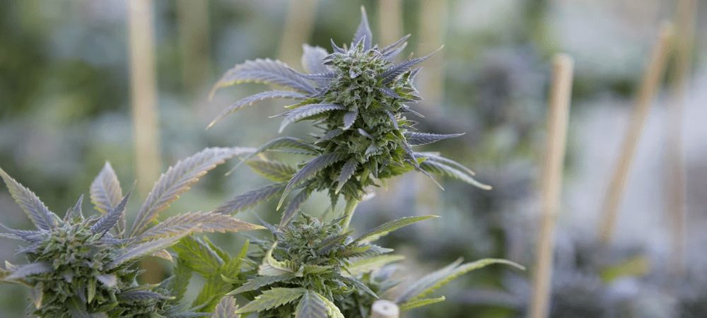 Flowering stage Flowering stage