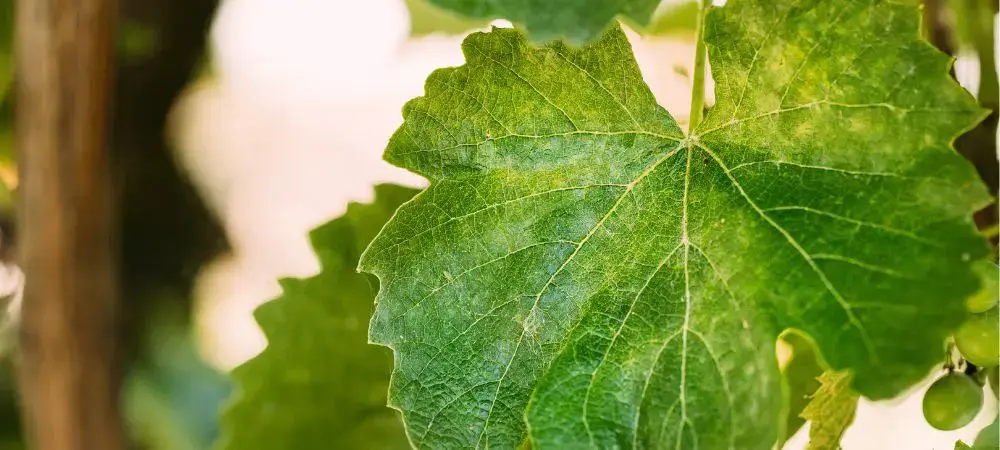 Oidio: che cos’è? 