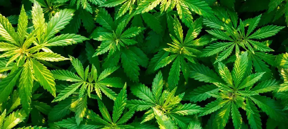 come prevenire l'oidio