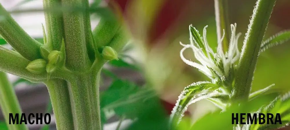 Come distinguere le piante maschio da quelle femmina 