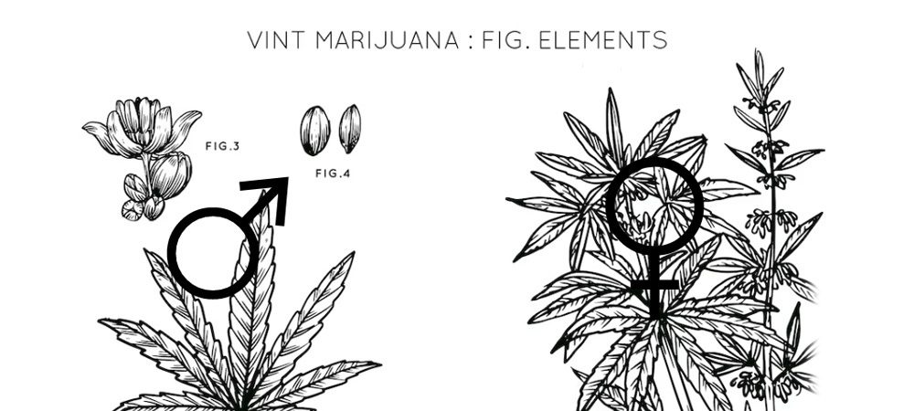 Come distinguere le piante di marijuana femmina dai maschi?