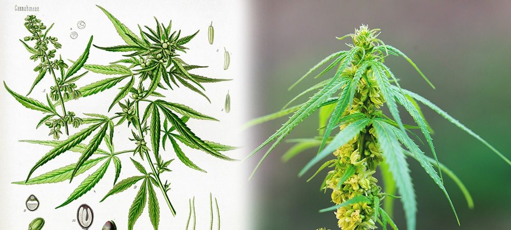 pianta di marijuana maschio 