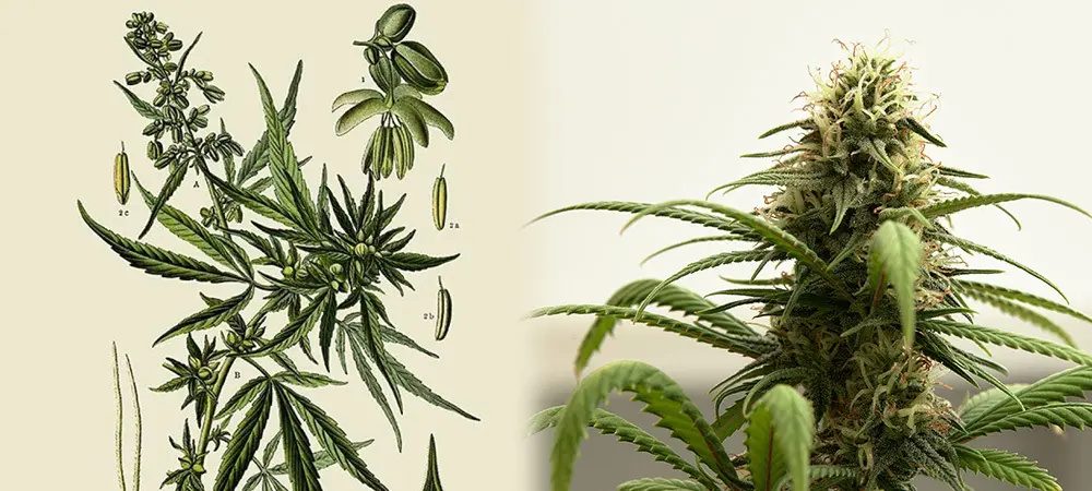 Pianta di marijuana femmina 