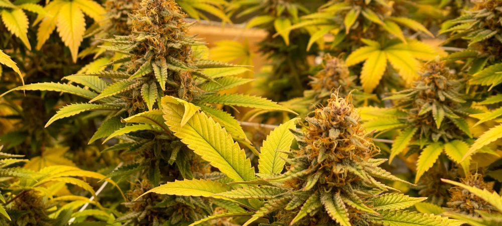 maturation plantes de cannabis
