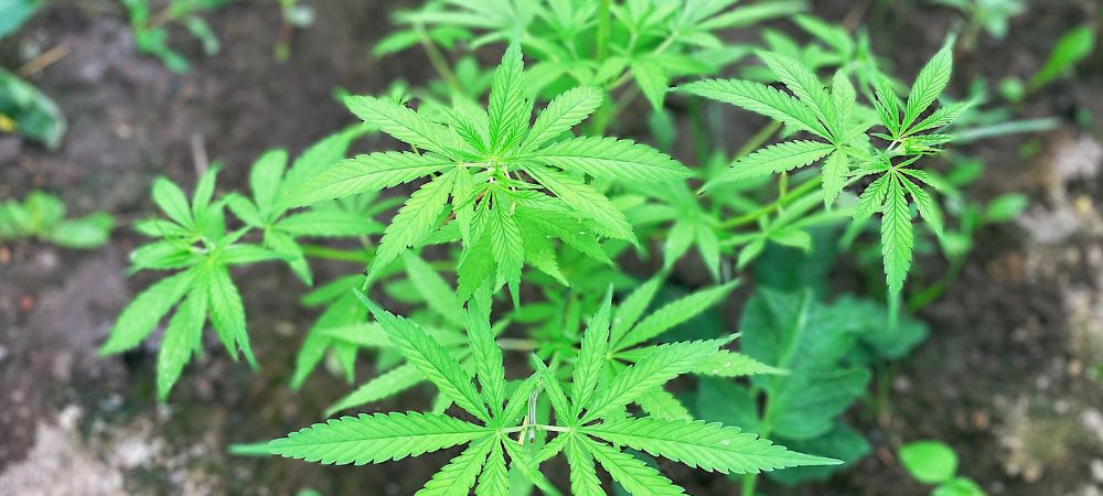 Cannabis en phase de croissance