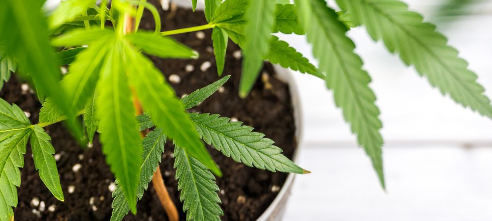 Cannabis en phase de floraison