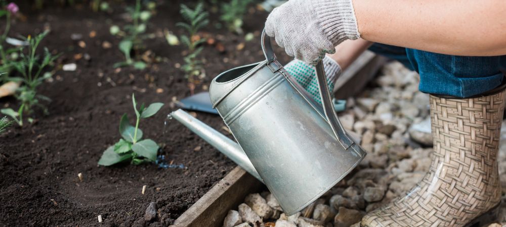 How to save overwatered cannabis