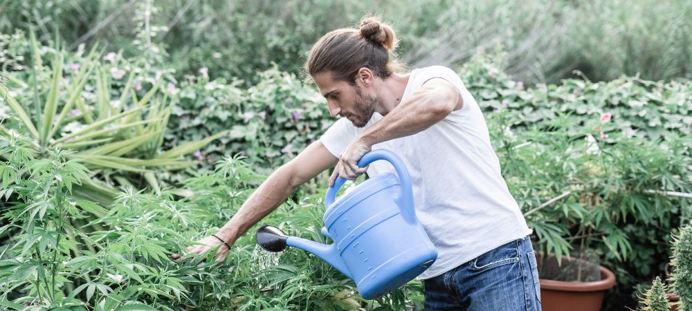 How to water cannabis plants