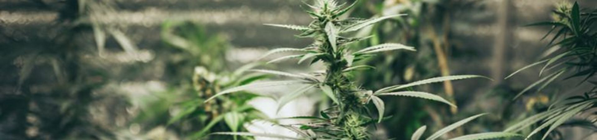 Materials needed to grow cannabis indoors 1920