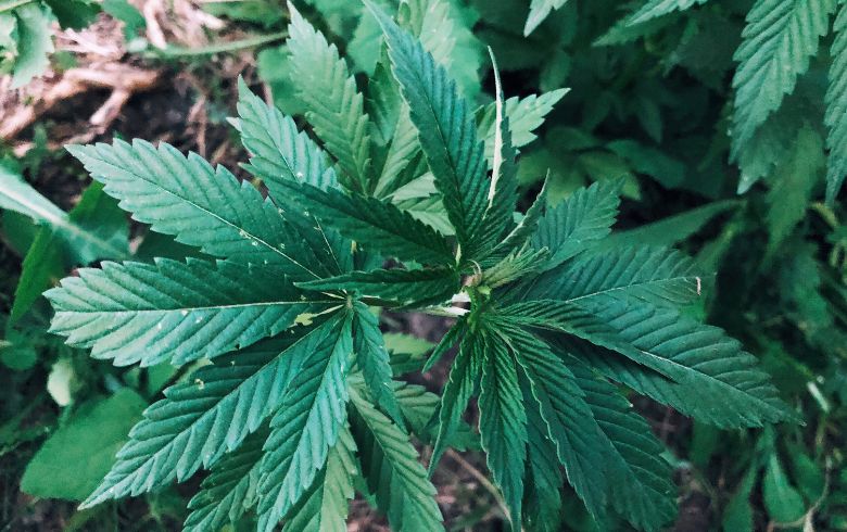 Como podar as folhas grandes nas plantas de marijuana