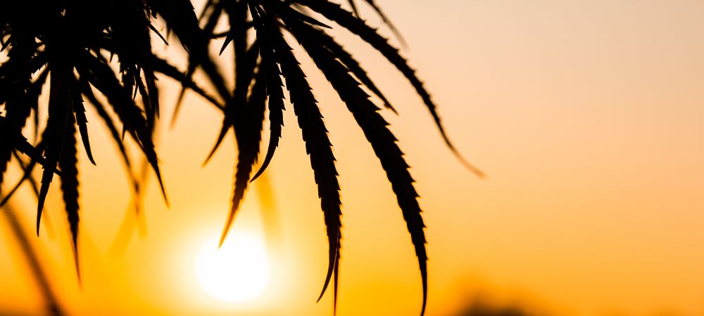 faire pousser du cannabis en hiver en extérieur