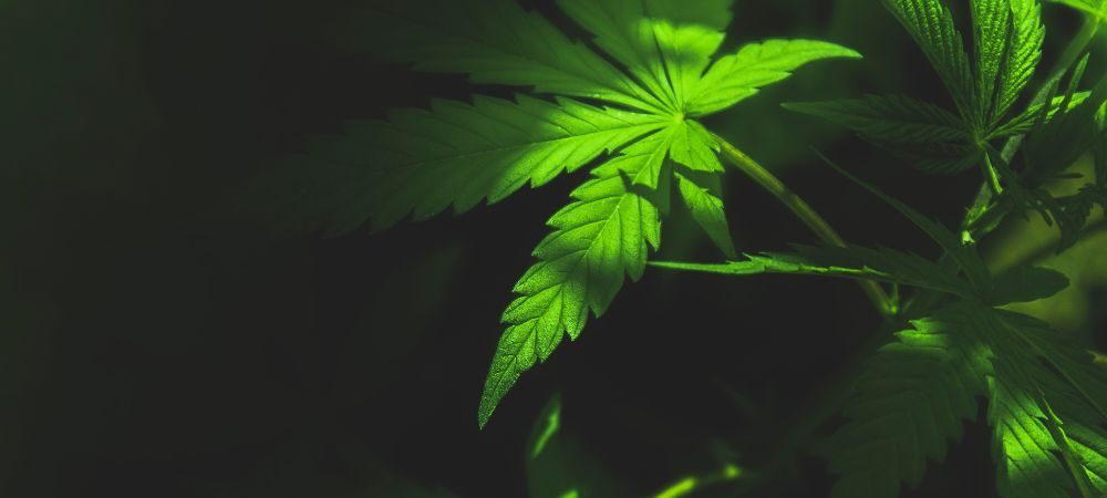 Fertilizzante di crescita 