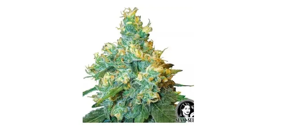 Marihuana tipo Sativa
