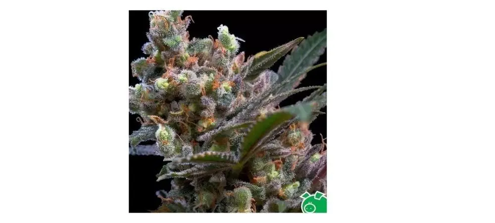 Marihuana tipo Índica