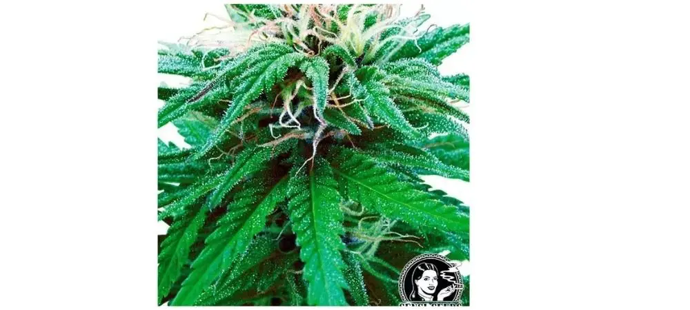 Marihuana tipo Ruderalis
