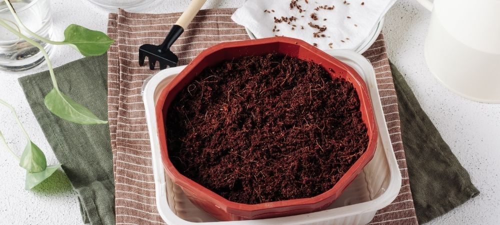 Sintomi che indicano la presenza di insetti