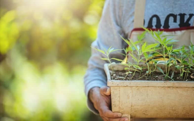 Principali fasi della coltivazione della marijuana 