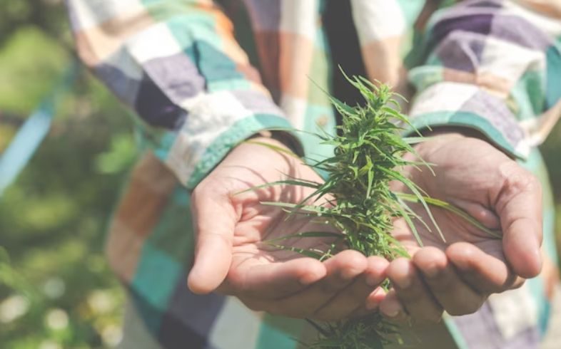 Ingrossamento di marijuana