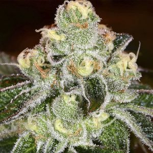 Girl Scout Cookies