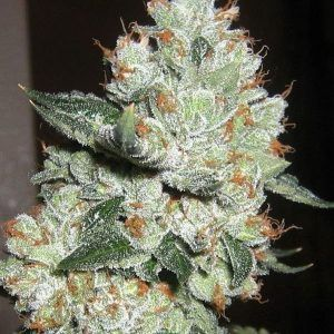 OG Kush