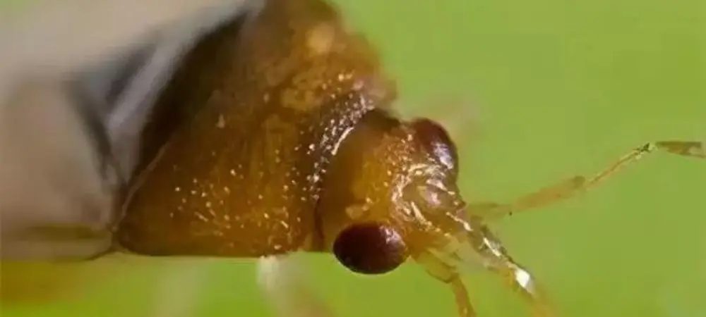 Le 9 tips per la prevenzione dei trips nella marijuana