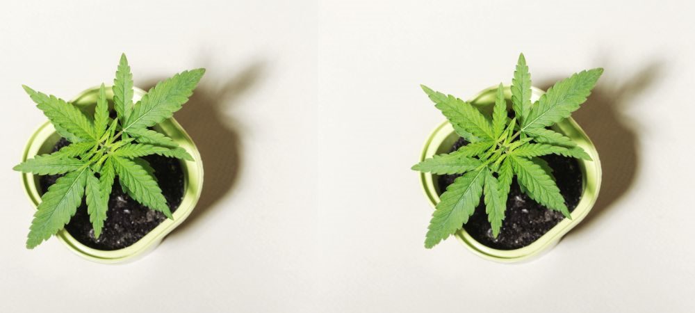Coltivazione di marijuana in vasi 