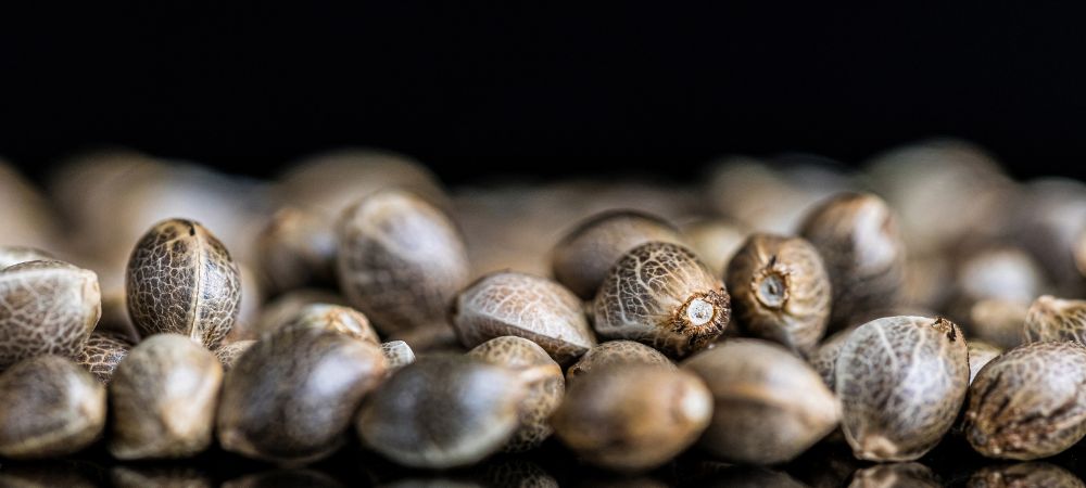 Semillas de marihuana de interior