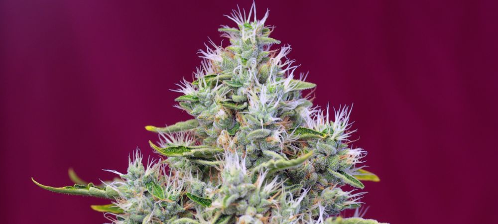 San Fernando Lemon Kush