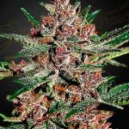 Bubba Kush Bubba Kush