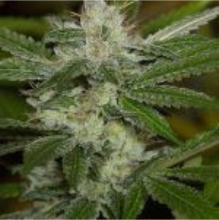 Chemdawg Chemdawg