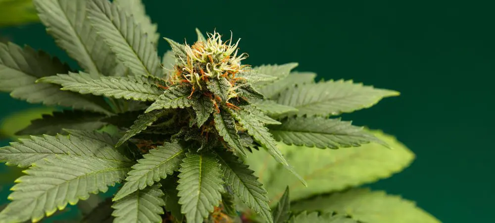 Qual’è la differenza tra THC e THCA?