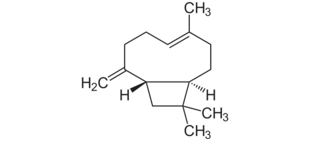 Qu'est-ce que le b-caryophyllène ?