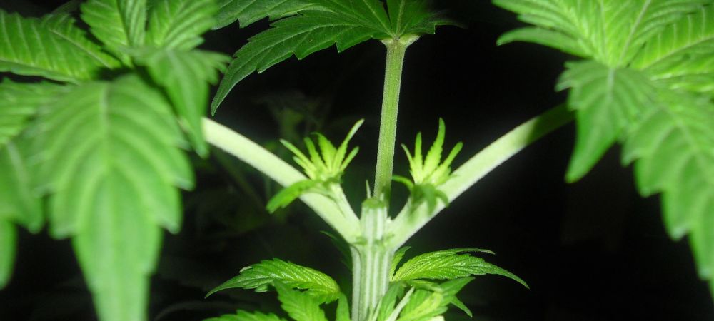 Cuando y como podar tus plantas de marihuana para sacar dos ojos centrales Noeuds centraux d'une plante de cannabis