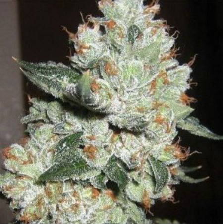 OG Kush 100 % féminisée OG Kush 100 % féminisée
