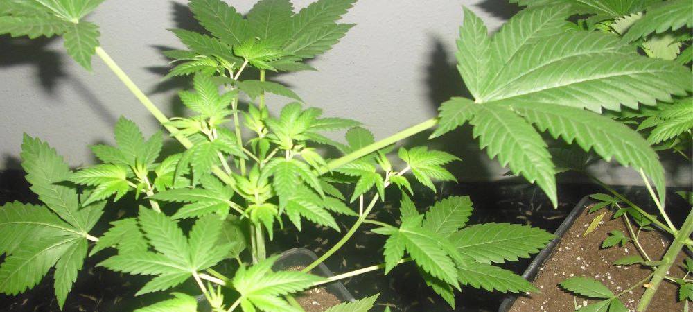 Cuando y como podar tus plantas de marihuana para planta ancha Plante de cannabis basse et large
