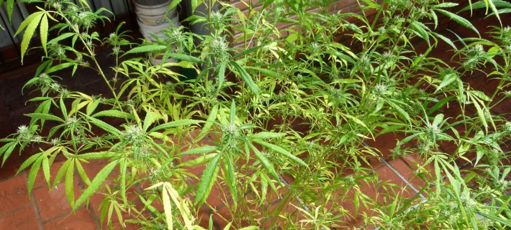 Cuando y como podar tus plantas de marihuana planta sin hojas mala floración Tailler des plantes de cannabis