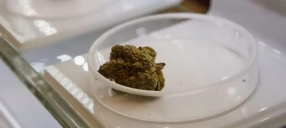 Che cos’è il THCA e che differenza ha con il THC?