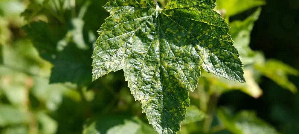 Rimedi per la coltivazione outdoor 