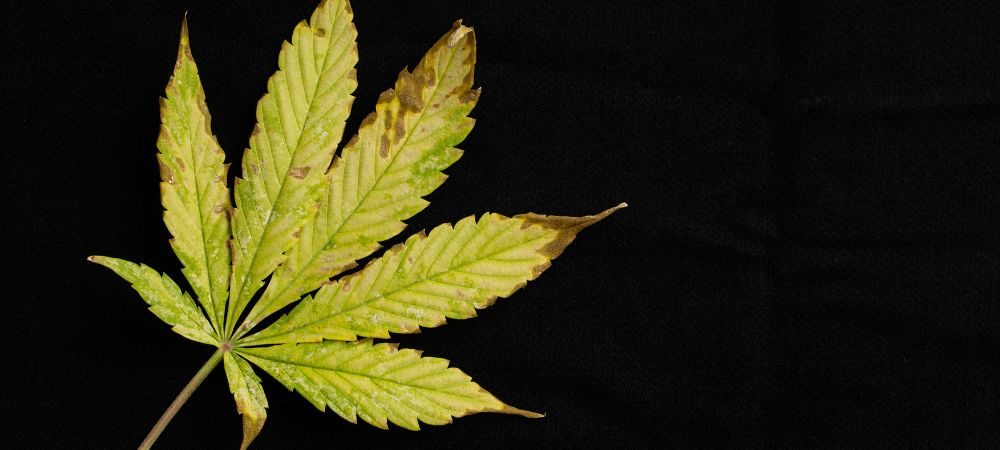 Bruciature sulle foglie di marijuana