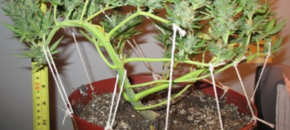 Tipos de podas en plantas de marihuana sistema lst