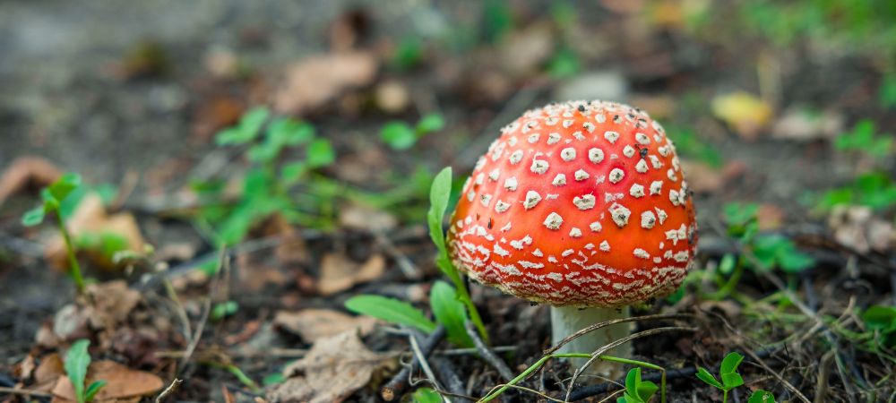 Amanita Muscaria: Ejemplar pequeño que crece en el campo